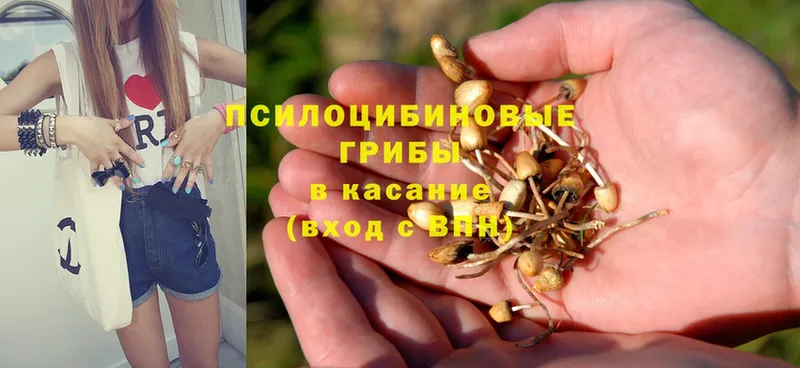 Псилоцибиновые грибы Psilocybine cubensis  Баксан 